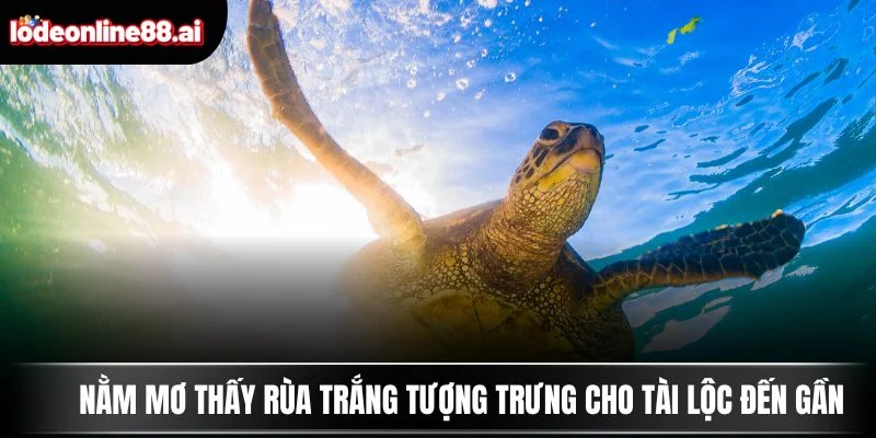 Nằm Mơ Thấy Rùa - Báo Hiệu Điềm Lành Hay Vận May 3 Nằm mơ thấy rùa trắng tượng trưng cho tài lộc đến gần